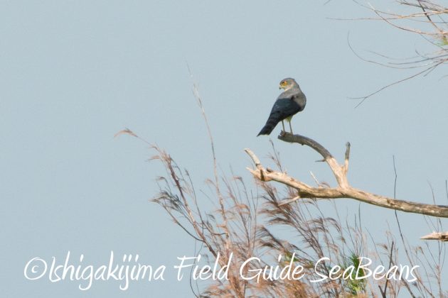 11%e6%9c%8816%e6%97%a5%e7%9f%b3%e5%9e%a3%e5%b3%b6%e3%83%90%e3%83%bc%e3%83%89%e3%82%a6%e3%82%aa%e3%83%83%e3%83%81%e3%83%b3%e3%82%b0%ef%bc%86%e9%87%8e%e9%b3%a5%e8%a6%b3%e5%af%9f%e3%82%ac%e3%82%a4