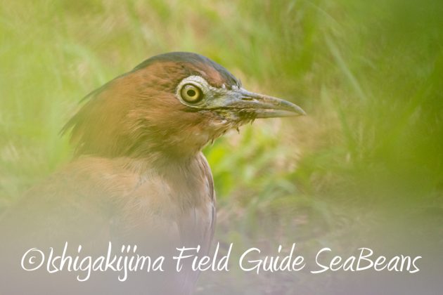 11%e6%9c%886%e6%97%a5%e7%9f%b3%e5%9e%a3%e5%b3%b6%e3%83%90%e3%83%bc%e3%83%89%e3%82%a6%e3%82%aa%e3%83%83%e3%83%81%e3%83%b3%e3%82%b0%ef%bc%86%e9%87%8e%e9%b3%a5%e6%92%ae%e5%bd%b1%e3%82%ac%e3%82%a4