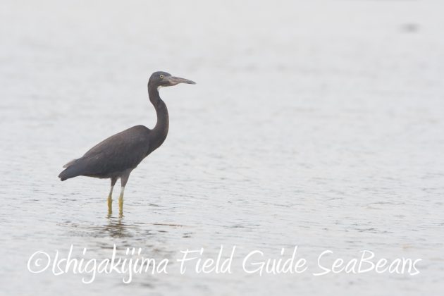 11%e6%9c%8821%e6%97%a5%e7%9f%b3%e5%9e%a3%e5%b3%b6%e3%83%90%e3%83%bc%e3%83%89%e3%82%a6%e3%82%aa%e3%83%83%e3%83%81%e3%83%b3%e3%82%b0%ef%bc%86%e9%87%8e%e9%b3%a5%e6%92%ae%e5%bd%b1%e3%82%ac%e3%82%a4