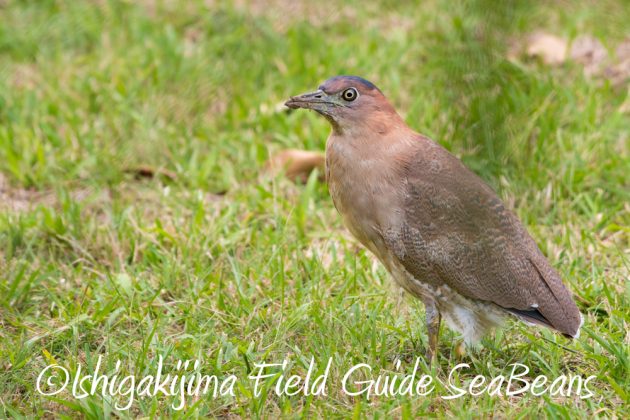 11%e6%9c%8813%e6%97%a5%e7%9f%b3%e5%9e%a3%e5%b3%b6%e3%83%90%e3%83%bc%e3%83%89%e3%82%a6%e3%82%aa%e3%83%83%e3%83%81%e3%83%b3%e3%82%b0%ef%bc%86%e9%87%8e%e9%b3%a5%e6%92%ae%e5%bd%b1%e3%82%ac%e3%82%a4