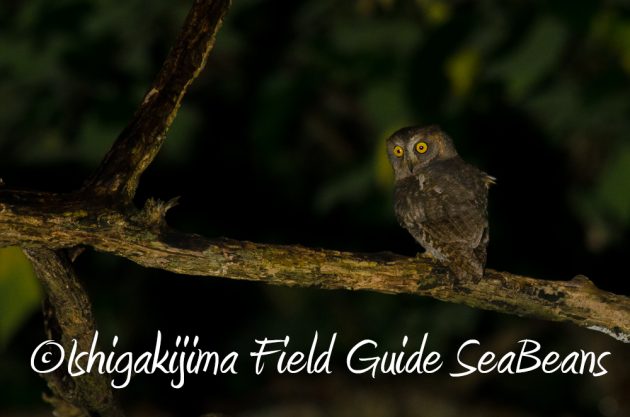 11%e6%9c%881%e6%97%a5%e7%9f%b3%e5%9e%a3%e5%b3%b6%e3%83%8a%e3%82%a4%e3%83%88%e3%83%84%e3%82%a2%e3%83%bc3