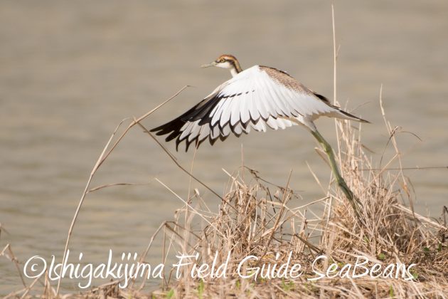 11%e6%9c%8819%e6%97%a5%e7%9f%b3%e5%9e%a3%e5%b3%b6%e3%83%90%e3%83%bc%e3%83%89%e3%82%a6%e3%82%aa%e3%83%83%e3%83%81%e3%83%b3%e3%82%b0%ef%bc%86%e9%87%8e%e9%b3%a5%e6%92%ae%e5%bd%b1%e3%82%ac%e3%82%a4