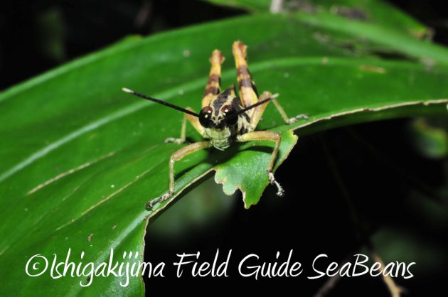 11%e6%9c%881%e6%97%a5%e7%9f%b3%e5%9e%a3%e5%b3%b6%e3%83%8a%e3%82%a4%e3%83%88%e3%83%84%e3%82%a2%e3%83%bc5