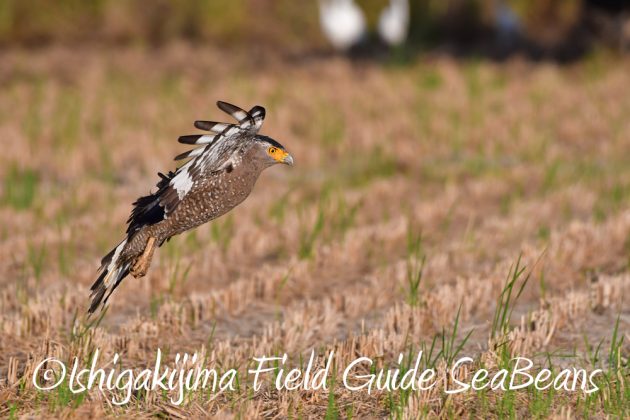 11%e6%9c%8811%e6%97%a5%e7%9f%b3%e5%9e%a3%e5%b3%b6%e3%82%ab%e3%83%b3%e3%83%a0%e3%83%aa%e3%83%af%e3%82%b7%e6%92%ae%e5%bd%b1%e3%80%81%e3%83%90%e3%83%bc%e3%83%89%e3%82%a6%e3%82%aa%e3%83%83%e3%83%81