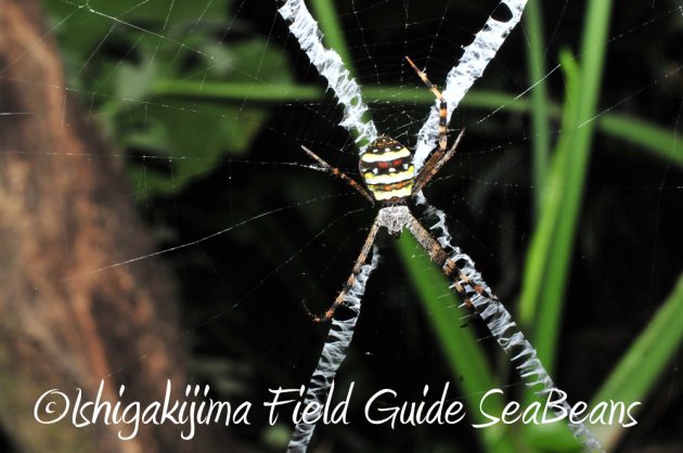 11%e6%9c%883%e6%97%a5%e7%9f%b3%e5%9e%a3%e5%b3%b6%e3%83%8a%e3%82%a4%e3%83%88%e3%83%84%e3%82%a2%e3%83%bc3