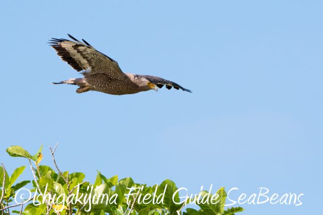 11%e6%9c%8813%e6%97%a5%e7%9f%b3%e5%9e%a3%e5%b3%b6%e3%83%90%e3%83%bc%e3%83%89%e3%82%a6%e3%82%aa%e3%83%83%e3%83%81%e3%83%b3%e3%82%b0%ef%bc%86%e9%87%8e%e9%b3%a5%e6%92%ae%e5%bd%b1%e3%82%ac%e3%82%a4