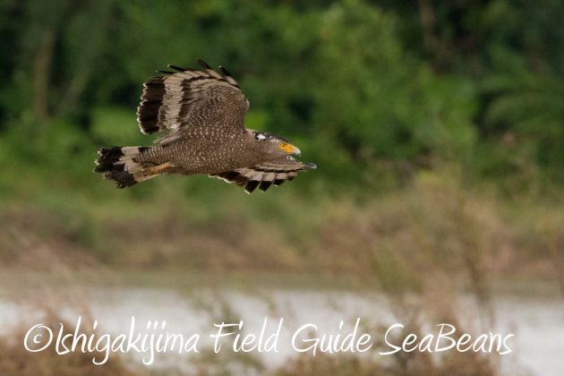 11%e6%9c%8826%e6%97%a5%e7%9f%b3%e5%9e%a3%e5%b3%b6%e3%83%90%e3%83%bc%e3%83%89%e3%82%a6%e3%82%aa%e3%83%83%e3%83%81%e3%83%b3%e3%82%b0%ef%bc%86%e9%87%8e%e9%b3%a5%e6%92%ae%e5%bd%b1%e3%82%ac%e3%82%a4