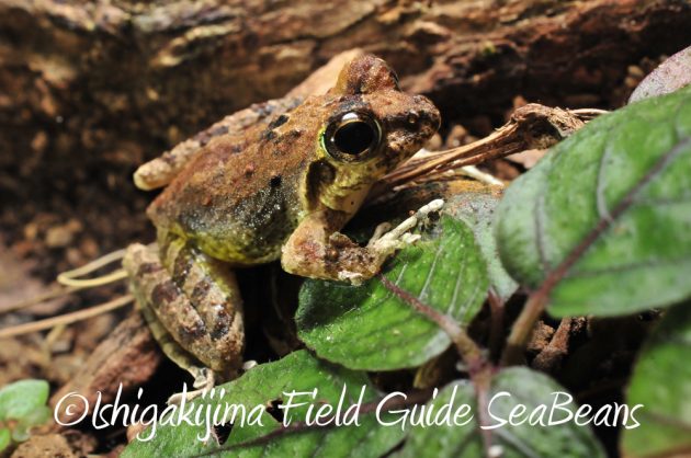 11%e6%9c%8814%e6%97%a5%e7%9f%b3%e5%9e%a3%e5%b3%b6%e3%83%8a%e3%82%a4%e3%83%88%e3%83%84%e3%82%a2%e3%83%bc6