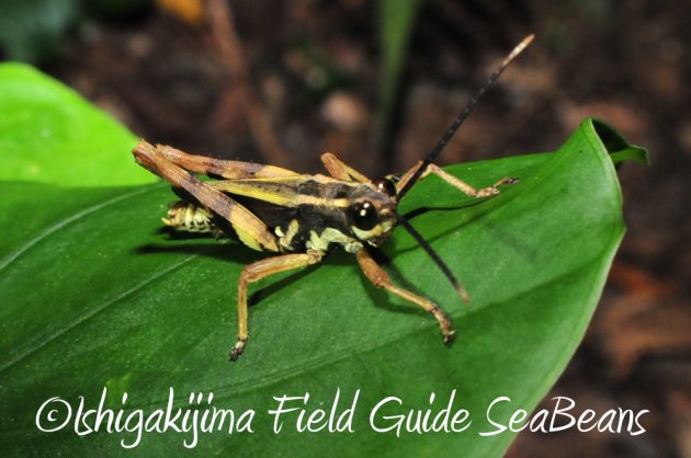 11%e6%9c%883%e6%97%a5%e7%9f%b3%e5%9e%a3%e5%b3%b6%e3%83%8a%e3%82%a4%e3%83%88%e3%83%84%e3%82%a2%e3%83%bc2