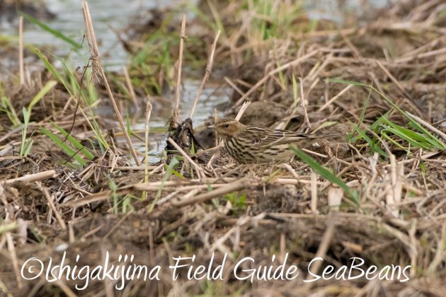 11%e6%9c%8828%e6%97%a5%e7%9f%b3%e5%9e%a3%e5%b3%b6%e3%83%90%e3%83%bc%e3%83%89%e3%82%a6%e3%82%aa%e3%83%83%e3%83%81%e3%83%b3%e3%82%b0%e3%82%ac%e3%82%a4%e3%83%895