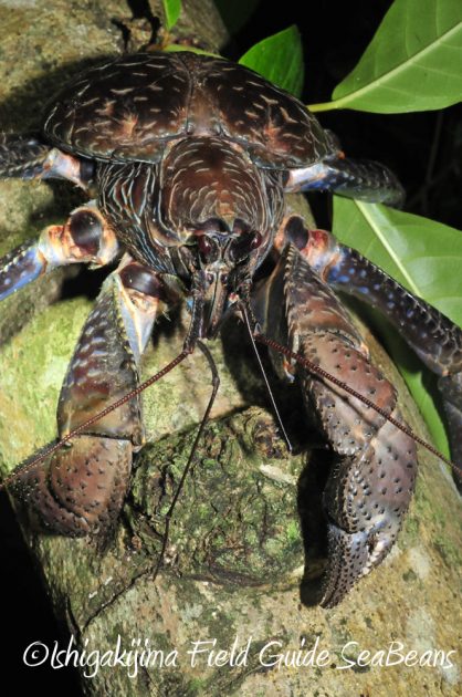 11%e6%9c%881%e6%97%a5%e7%9f%b3%e5%9e%a3%e5%b3%b6%e3%83%8a%e3%82%a4%e3%83%88%e3%83%84%e3%82%a2%e3%83%bc14