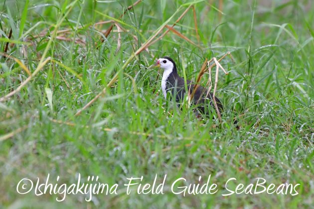 11%e6%9c%8823%e6%97%a5%e7%9f%b3%e5%9e%a3%e5%b3%b6%e3%83%90%e3%83%bc%e3%83%89%e3%82%a6%e3%82%aa%e3%83%83%e3%83%81%e3%83%b3%e3%82%b0%ef%bc%86%e9%87%8e%e9%b3%a5%e8%a6%b3%e5%af%9f%e3%82%ac%e3%82%a4