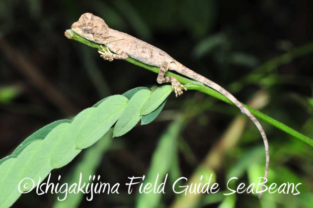 11%e6%9c%886%e6%97%a5%e7%9f%b3%e5%9e%a3%e5%b3%b6%e3%83%8a%e3%82%a4%e3%83%88%e3%83%84%e3%82%a2%e3%83%bc6