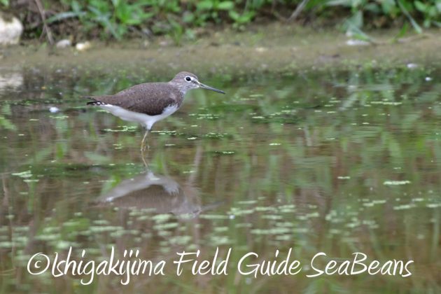 11%e6%9c%8819%e6%97%a5%e7%9f%b3%e5%9e%a3%e5%b3%b6%e3%83%90%e3%83%bc%e3%83%89%e3%82%a6%e3%82%aa%e3%83%83%e3%83%81%e3%83%b3%e3%82%b0%ef%bc%86%e9%87%8e%e9%b3%a5%e6%92%ae%e5%bd%b1%e3%82%ac%e3%82%a4