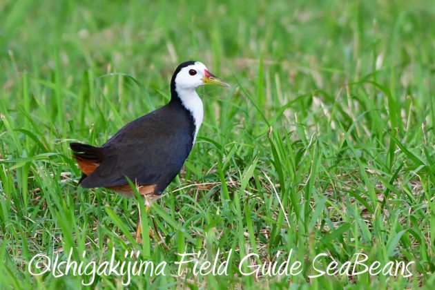 11%e6%9c%8816%e6%97%a5%e7%9f%b3%e5%9e%a3%e5%b3%b6%e3%83%90%e3%83%bc%e3%83%89%e3%82%a6%e3%82%aa%e3%83%83%e3%83%81%e3%83%b3%e3%82%b0%ef%bc%86%e9%87%8e%e9%b3%a5%e8%a6%b3%e5%af%9f%e3%82%ac%e3%82%a4