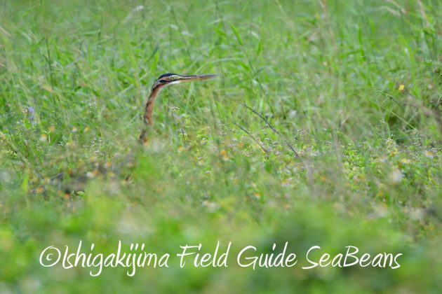 11%e6%9c%883%e6%97%a5%e9%b3%a5%e7%8d%a3%e4%bf%9d%e8%ad%b7%e5%8c%ba%e5%9f%9f%e7%ad%89%e5%b7%a1%e5%9b%9e%e8%aa%bf%e6%9f%bb3