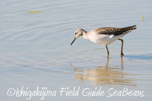 11%e6%9c%8813%e6%97%a5%e7%9f%b3%e5%9e%a3%e5%b3%b6%e3%83%90%e3%83%bc%e3%83%89%e3%82%a6%e3%82%aa%e3%83%83%e3%83%81%e3%83%b3%e3%82%b0%ef%bc%86%e9%87%8e%e9%b3%a5%e6%92%ae%e5%bd%b1%e3%82%ac%e3%82%a4