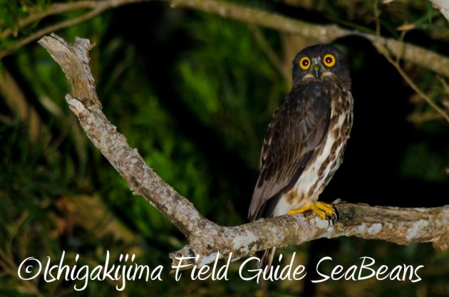 11%e6%9c%883%e6%97%a5%e7%9f%b3%e5%9e%a3%e5%b3%b6%e3%83%8a%e3%82%a4%e3%83%88%e3%83%84%e3%82%a2%e3%83%bc15