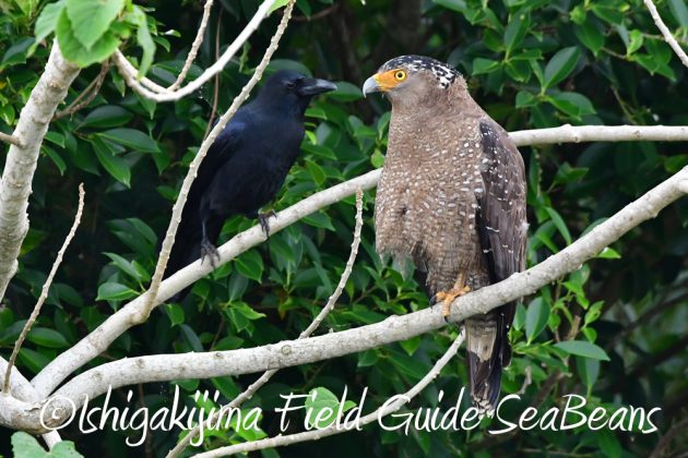 11%e6%9c%8828%e6%97%a5%e7%9f%b3%e5%9e%a3%e5%b3%b6%e3%83%90%e3%83%bc%e3%83%89%e3%82%a6%e3%82%aa%e3%83%83%e3%83%81%e3%83%b3%e3%82%b0%e3%82%ac%e3%82%a4%e3%83%8915