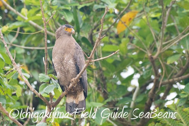 11%e6%9c%8820%e6%97%a5%e7%9f%b3%e5%9e%a3%e5%b3%b6%e3%83%90%e3%83%bc%e3%83%89%e3%82%a6%e3%82%aa%e3%83%83%e3%83%81%e3%83%b3%e3%82%b0%ef%bc%86%e9%87%8e%e9%b3%a5%e6%92%ae%e5%bd%b1%e3%82%ac%e3%82%a4