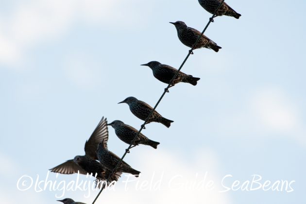 11%e6%9c%8811%e6%97%a5%e7%9f%b3%e5%9e%a3%e5%b3%b6%e3%82%ab%e3%83%b3%e3%83%a0%e3%83%aa%e3%83%af%e3%82%b7%e6%92%ae%e5%bd%b1%e3%80%81%e3%83%90%e3%83%bc%e3%83%89%e3%82%a6%e3%82%aa%e3%83%83%e3%83%81