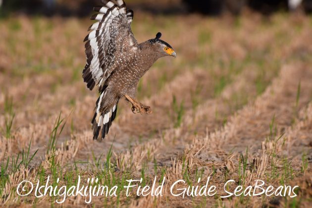 11%e6%9c%8811%e6%97%a5%e7%9f%b3%e5%9e%a3%e5%b3%b6%e3%82%ab%e3%83%b3%e3%83%a0%e3%83%aa%e3%83%af%e3%82%b7%e6%92%ae%e5%bd%b1%e3%80%81%e3%83%90%e3%83%bc%e3%83%89%e3%82%a6%e3%82%aa%e3%83%83%e3%83%81