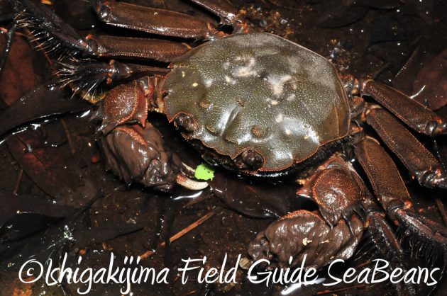 11%e6%9c%8816%e6%97%a5%e7%9f%b3%e5%9e%a3%e5%b3%b6%e3%83%8a%e3%82%a4%e3%83%88%e3%83%84%e3%82%a2%e3%83%bc3