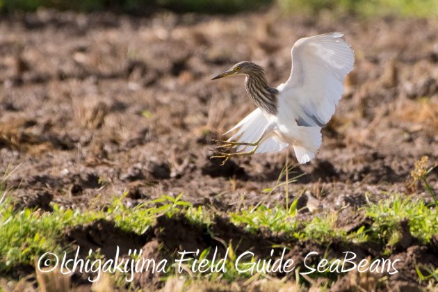 11%e6%9c%8814%e6%97%a5%e7%9f%b3%e5%9e%a3%e5%b3%b6%e3%83%90%e3%83%bc%e3%83%89%e3%82%a6%e3%82%aa%e3%83%83%e3%83%81%e3%83%b3%e3%82%b0%ef%bc%86%e9%87%8e%e9%b3%a5%e6%92%ae%e5%bd%b1%e3%82%ac%e3%82%a4