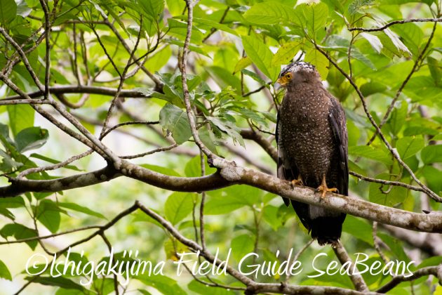 11%e6%9c%8823%e6%97%a5%e7%9f%b3%e5%9e%a3%e5%b3%b6%e3%83%90%e3%83%bc%e3%83%89%e3%82%a6%e3%82%aa%e3%83%83%e3%83%81%e3%83%b3%e3%82%b0%ef%bc%86%e9%87%8e%e9%b3%a5%e8%a6%b3%e5%af%9f%e3%82%ac%e3%82%a4