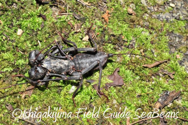 11%e6%9c%883%e6%97%a5%e7%9f%b3%e5%9e%a3%e5%b3%b6%e3%83%8a%e3%82%a4%e3%83%88%e3%83%84%e3%82%a2%e3%83%bc14