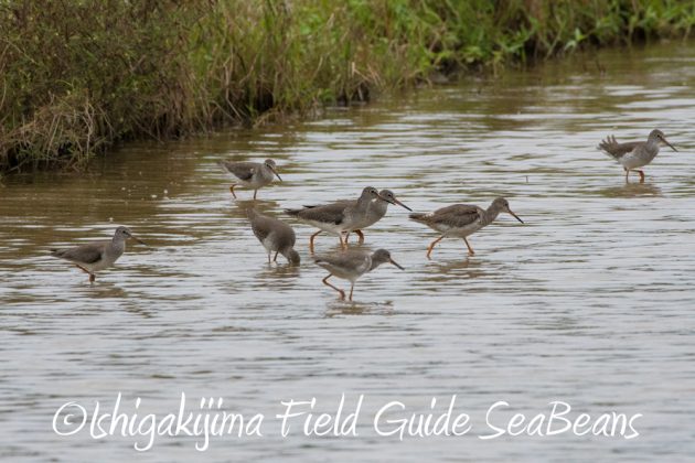 11%e6%9c%8822%e6%97%a5%e7%9f%b3%e5%9e%a3%e5%b3%b6%e3%83%90%e3%83%bc%e3%83%89%e3%82%a6%e3%82%aa%e3%83%83%e3%83%81%e3%83%b3%e3%82%b0%ef%bc%86%e9%87%8e%e9%b3%a5%e6%92%ae%e5%bd%b120