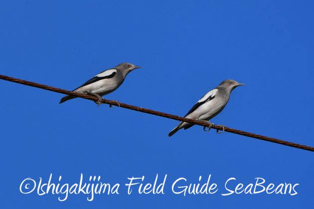 11%e6%9c%8812%e6%97%a5%e7%9f%b3%e5%9e%a3%e5%b3%b6%e3%83%90%e3%83%bc%e3%83%89%e3%82%a6%e3%82%aa%e3%83%83%e3%83%81%e3%83%b3%e3%82%b0%ef%bc%86%e9%87%8e%e9%b3%a5%e6%92%ae%e5%bd%b11