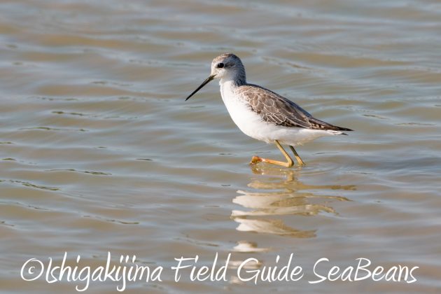 11%e6%9c%8813%e6%97%a5%e7%9f%b3%e5%9e%a3%e5%b3%b6%e3%83%90%e3%83%bc%e3%83%89%e3%82%a6%e3%82%aa%e3%83%83%e3%83%81%e3%83%b3%e3%82%b0%ef%bc%86%e9%87%8e%e9%b3%a5%e6%92%ae%e5%bd%b1%e3%82%ac%e3%82%a4