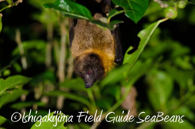 11%e6%9c%887%e6%97%a5%e7%9f%b3%e5%9e%a3%e5%b3%b6%e3%83%8a%e3%82%a4%e3%83%88%e3%83%84%e3%82%a2%e3%83%bc18