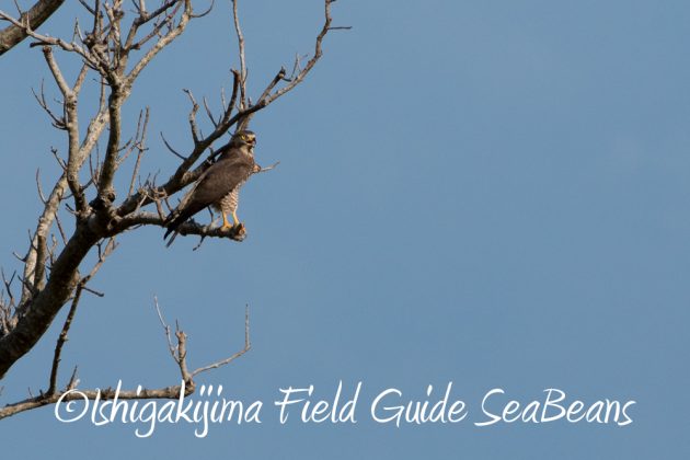 11%e6%9c%8817%e6%97%a5%e7%9f%b3%e5%9e%a3%e5%b3%b6%e3%83%90%e3%83%bc%e3%83%89%e3%82%a6%e3%82%aa%e3%83%83%e3%83%81%e3%83%b3%e3%82%b0%ef%bc%86%e9%87%8e%e9%b3%a5%e8%a6%b3%e5%af%9f%e3%83%84%e3%82%a2