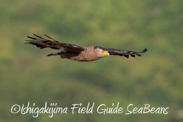 11%e6%9c%8811%e6%97%a5%e7%9f%b3%e5%9e%a3%e5%b3%b6%e3%82%ab%e3%83%b3%e3%83%a0%e3%83%aa%e3%83%af%e3%82%b7%e6%92%ae%e5%bd%b1%e3%80%81%e3%83%90%e3%83%bc%e3%83%89%e3%82%a6%e3%82%aa%e3%83%83%e3%83%81