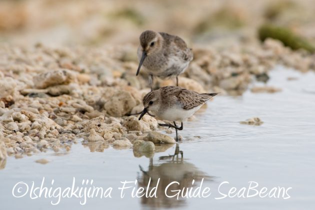 11%e6%9c%883%e6%97%a5%e9%b3%a5%e7%8d%a3%e4%bf%9d%e8%ad%b7%e5%8c%ba%e5%9f%9f%e7%ad%89%e5%b7%a1%e5%9b%9e%e8%aa%bf%e6%9f%bb11