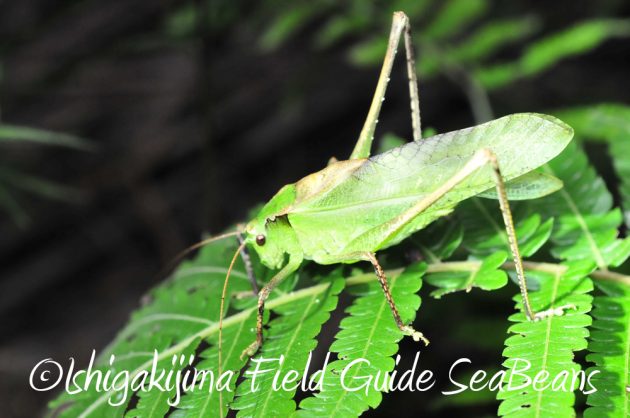 11%e6%9c%886%e6%97%a5%e7%9f%b3%e5%9e%a3%e5%b3%b6%e3%83%8a%e3%82%a4%e3%83%88%e3%83%84%e3%82%a2%e3%83%bc7