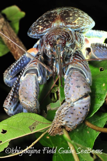 11%e6%9c%8830%e6%97%a5%e7%9f%b3%e5%9e%a3%e5%b3%b6%e3%83%8a%e3%82%a4%e3%83%88%e3%83%84%e3%82%a2%e3%83%bc4