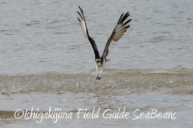 11%e6%9c%8817%e6%97%a5%e7%9f%b3%e5%9e%a3%e5%b3%b6%e3%83%90%e3%83%bc%e3%83%89%e3%82%a6%e3%82%aa%e3%83%83%e3%83%81%e3%83%b3%e3%82%b0%ef%bc%86%e9%87%8e%e9%b3%a5%e8%a6%b3%e5%af%9f%e3%83%84%e3%82%a2