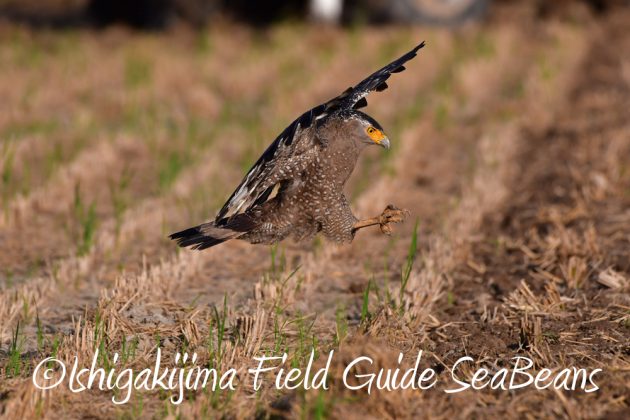 11%e6%9c%8811%e6%97%a5%e7%9f%b3%e5%9e%a3%e5%b3%b6%e3%82%ab%e3%83%b3%e3%83%a0%e3%83%aa%e3%83%af%e3%82%b7%e6%92%ae%e5%bd%b1%e3%80%81%e3%83%90%e3%83%bc%e3%83%89%e3%82%a6%e3%82%aa%e3%83%83%e3%83%81