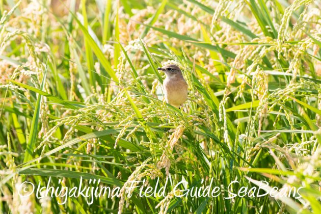 11%e6%9c%8812%e6%97%a5%e7%9f%b3%e5%9e%a3%e5%b3%b6%e3%83%90%e3%83%bc%e3%83%89%e3%82%a6%e3%82%aa%e3%83%83%e3%83%81%e3%83%b3%e3%82%b0%ef%bc%86%e9%87%8e%e9%b3%a5%e6%92%ae%e5%bd%b14