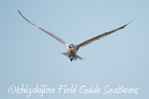 11%e6%9c%886%e6%97%a5%e7%9f%b3%e5%9e%a3%e5%b3%b6%e3%83%90%e3%83%bc%e3%83%89%e3%82%a6%e3%82%aa%e3%83%83%e3%83%81%e3%83%b3%e3%82%b0%ef%bc%86%e9%87%8e%e9%b3%a5%e6%92%ae%e5%bd%b1%e3%82%ac%e3%82%a4