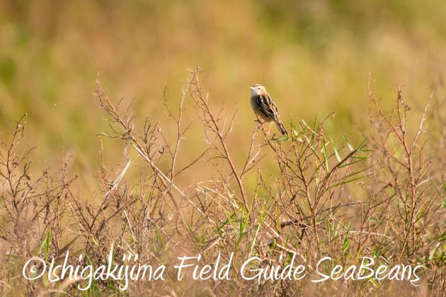 11%e6%9c%8816%e6%97%a5%e7%9f%b3%e5%9e%a3%e5%b3%b6%e3%83%90%e3%83%bc%e3%83%89%e3%82%a6%e3%82%aa%e3%83%83%e3%83%81%e3%83%b3%e3%82%b0%ef%bc%86%e9%87%8e%e9%b3%a5%e8%a6%b3%e5%af%9f%e3%82%ac%e3%82%a4