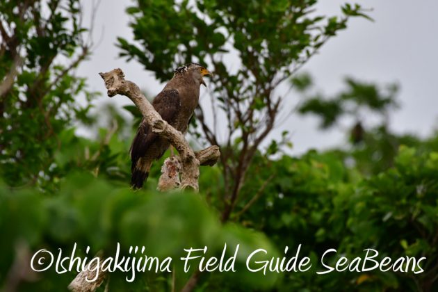 11%e6%9c%8819%e6%97%a5%e7%9f%b3%e5%9e%a3%e5%b3%b6%e3%83%90%e3%83%bc%e3%83%89%e3%82%a6%e3%82%aa%e3%83%83%e3%83%81%e3%83%b3%e3%82%b0%ef%bc%86%e9%87%8e%e9%b3%a5%e6%92%ae%e5%bd%b1%e3%82%ac%e3%82%a4