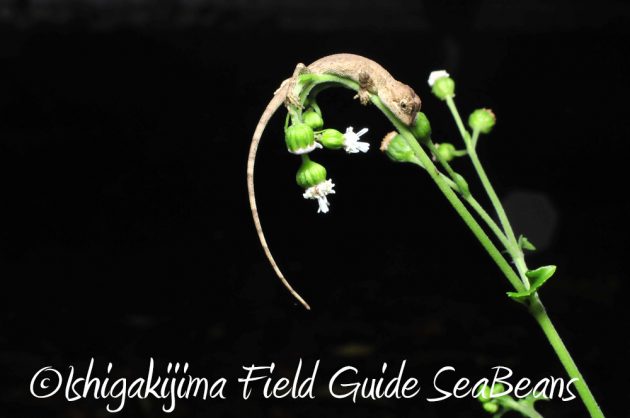 11%e6%9c%888%e6%97%a5%e7%9f%b3%e5%9e%a3%e5%b3%b6%e3%83%8a%e3%82%a4%e3%83%88%e3%83%84%e3%82%a2%e3%83%bc7