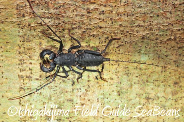 11%e6%9c%8816%e6%97%a5%e7%9f%b3%e5%9e%a3%e5%b3%b6%e3%83%8a%e3%82%a4%e3%83%88%e3%83%84%e3%82%a2%e3%83%bc10