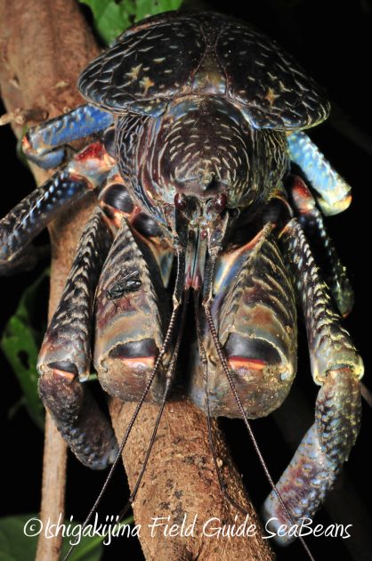 11%e6%9c%8825%e6%97%a5%e7%9f%b3%e5%9e%a3%e5%b3%b6%e3%83%8a%e3%82%a4%e3%83%88%e3%83%84%e3%82%a2%e3%83%bc12