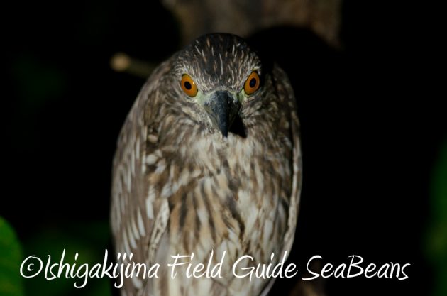 11%e6%9c%8830%e6%97%a5%e7%9f%b3%e5%9e%a3%e5%b3%b6%e3%83%8a%e3%82%a4%e3%83%88%e3%83%84%e3%82%a2%e3%83%bc2