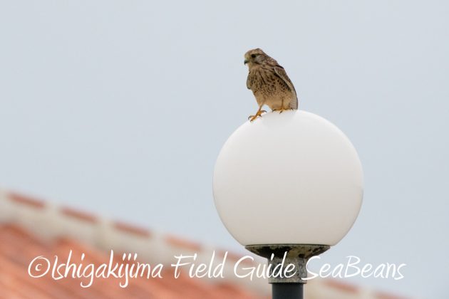 11%e6%9c%8828%e6%97%a5%e7%9f%b3%e5%9e%a3%e5%b3%b6%e3%83%90%e3%83%bc%e3%83%89%e3%82%a6%e3%82%aa%e3%83%83%e3%83%81%e3%83%b3%e3%82%b0%e3%82%ac%e3%82%a4%e3%83%8917